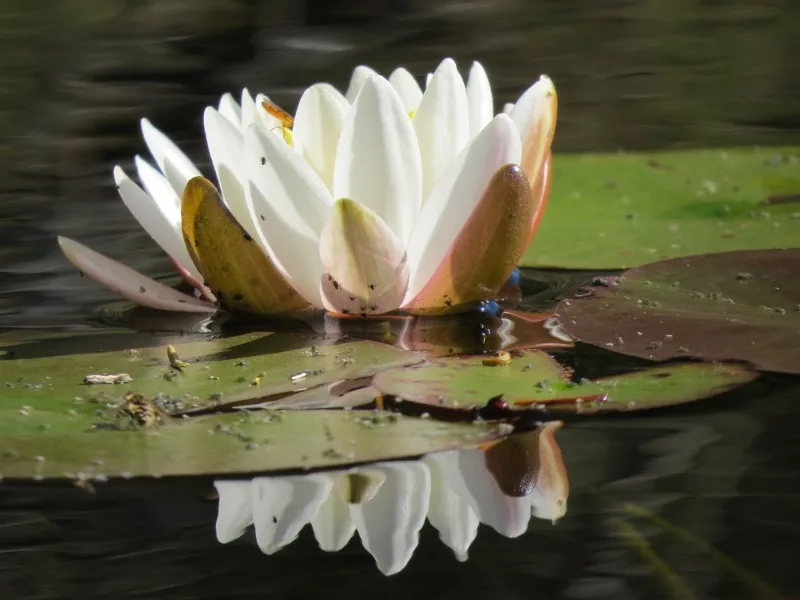 Fragrant Water Lily on the outlet of Massawepie Lake