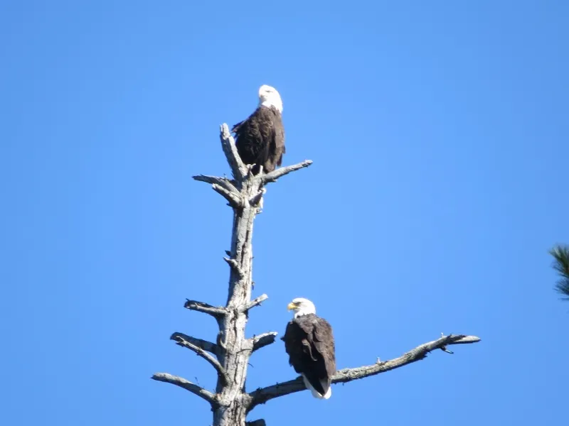 Bald Eagle pair near the canoe take-out on Massawepie Lake
