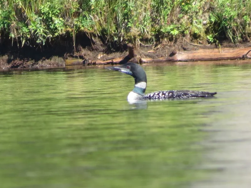 Common Loon near the canoe take-out on Massawepie Lake