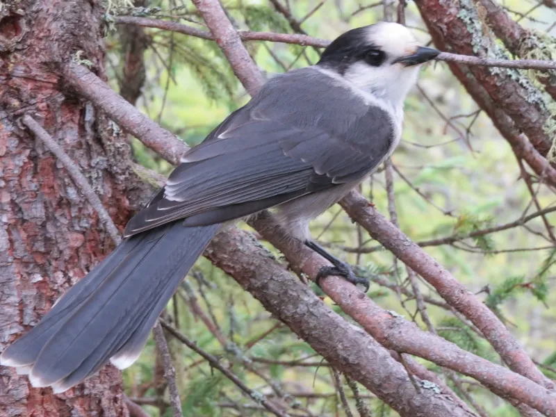 Gray Jay by Joan Collins