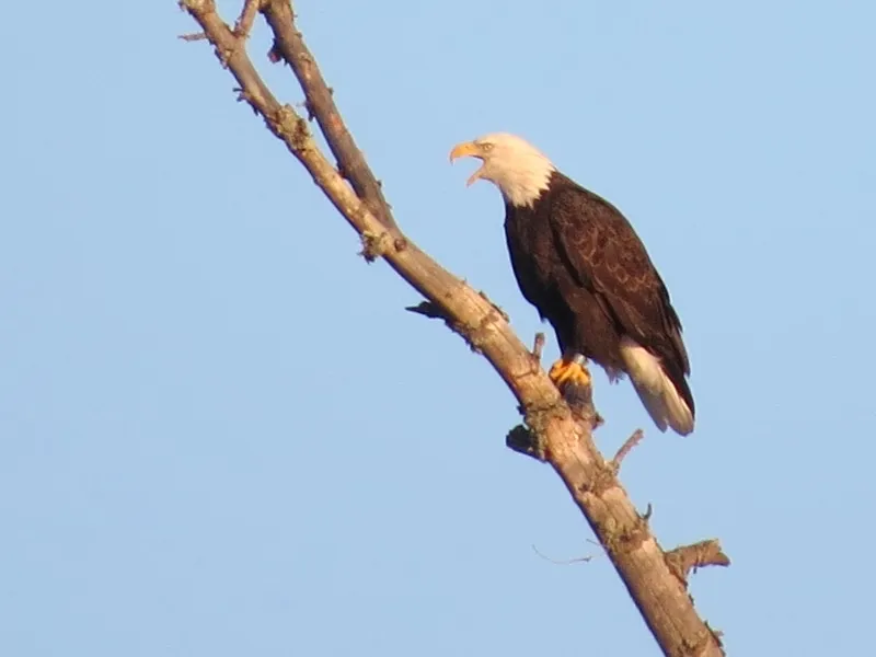 Bald Eagle at Massawepie Lake