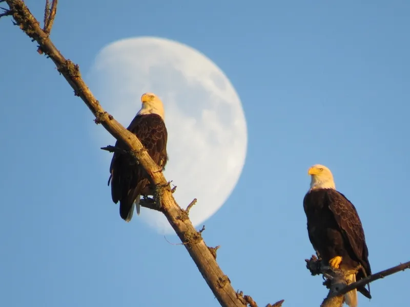 Bald Eagle pair at Massawepie Lake in front of the Moon