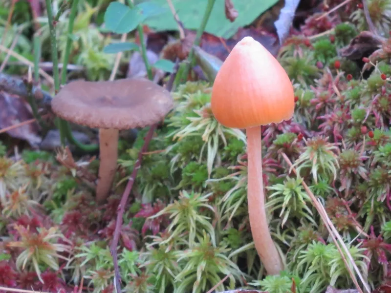 Mushrooms along the Mountaineer Trail at Massawepie Lake