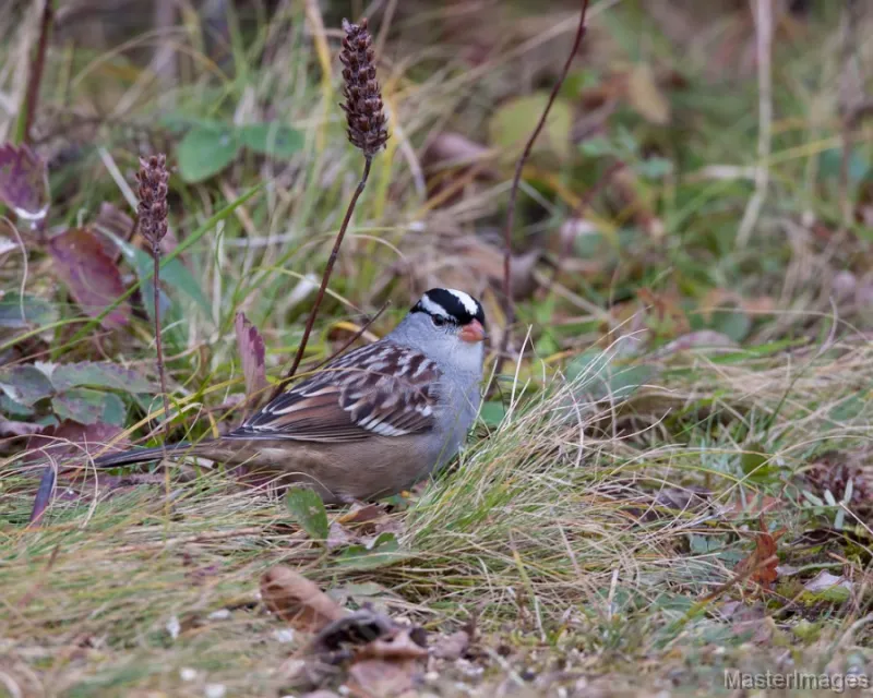 We found many White-crowned Sparrows migrating through the area when we hiked. Photo courtesy of www.masterimages.org.