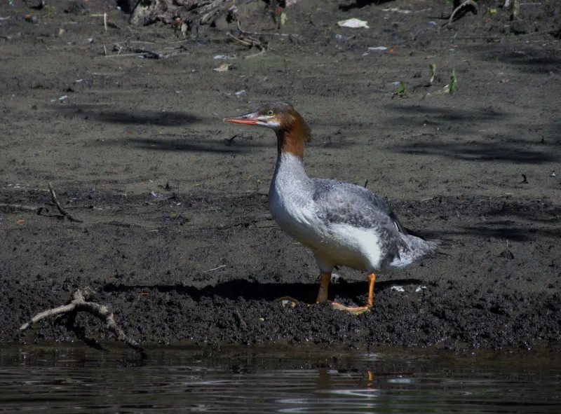 The Merganser, don't you just love the hair-do, the spiked look!