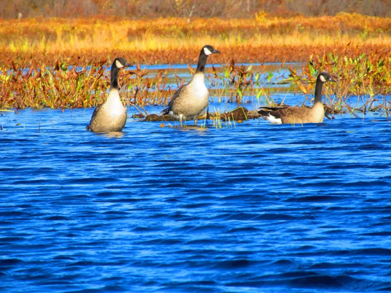 Canadian Geese - I know they make a mess!