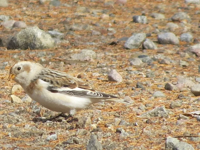Snow Bunting along the road to Spring Pond Bog