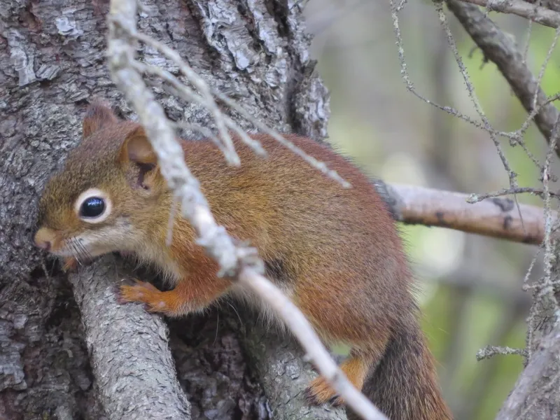 Red Squirrel at Spring Pond Bog