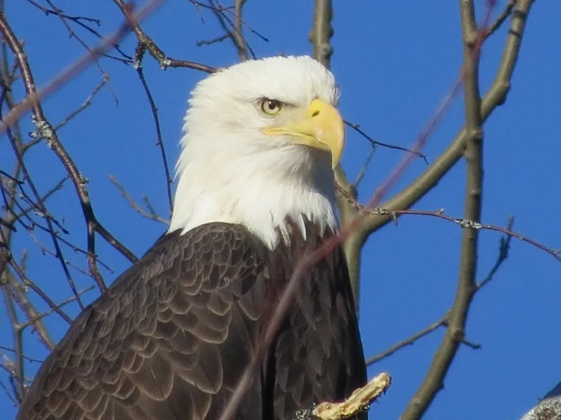 Adult Bald Eagle near Spring Pond Bog
