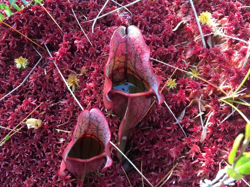 Pitcher Plant in its red fall color