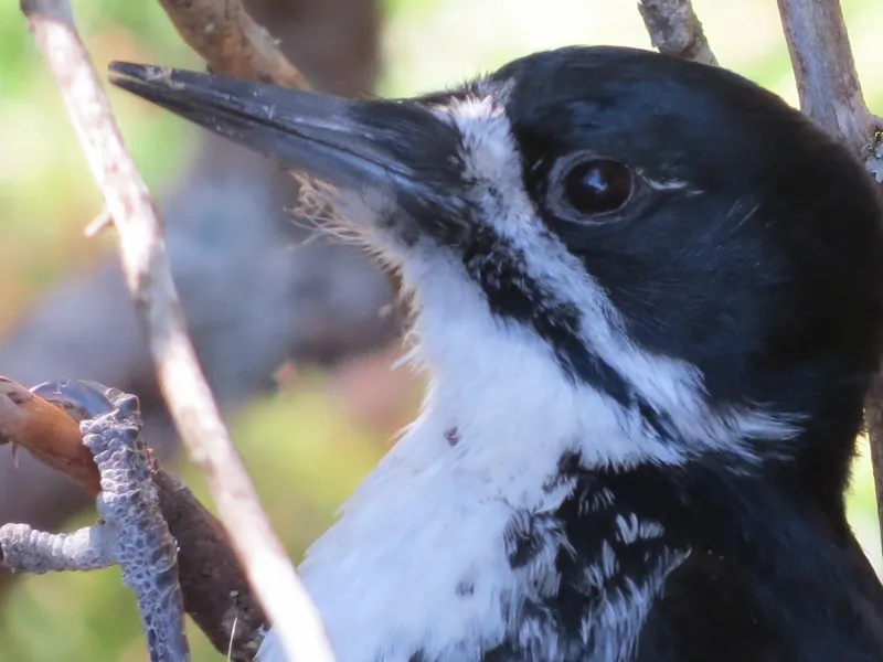 Female Black-backed Woodpecker