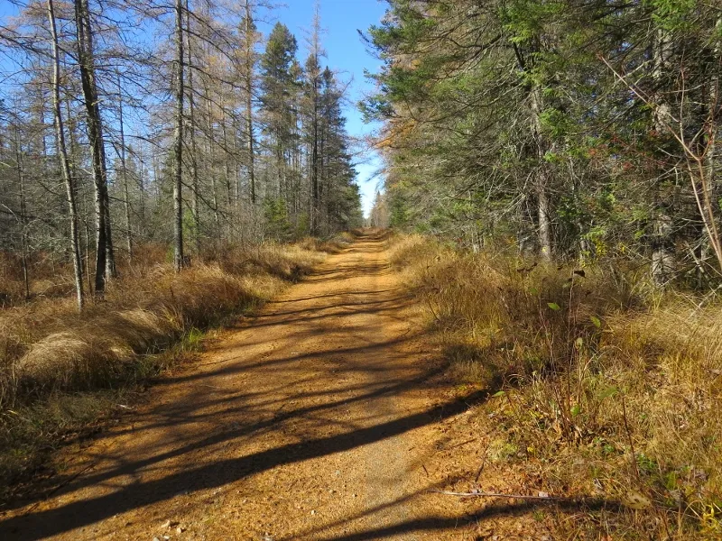 Dirt road trail at Massawepie Mire