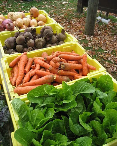 Produce selection from Whitten Farm