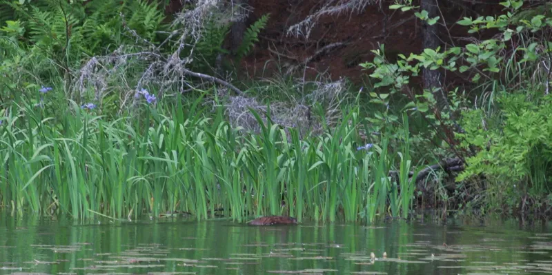 The River Otter, with Iris Plants in the background