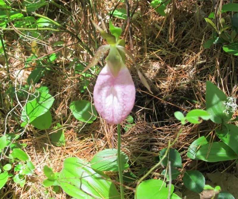 The Pink Lady Slipper