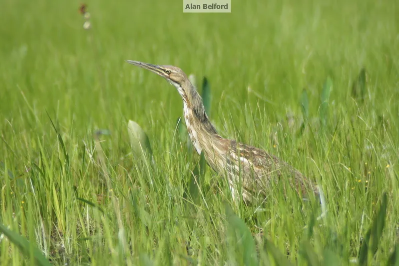 We listened to the pumping calls of an American Bittern - one of the coolest sounds to hear in the Adirondacks.