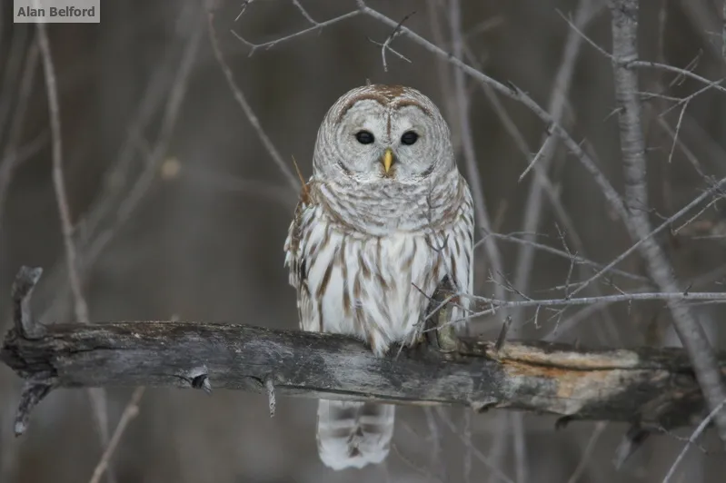 The duet of a pair of Barred Owls was one of the highlights of the night.