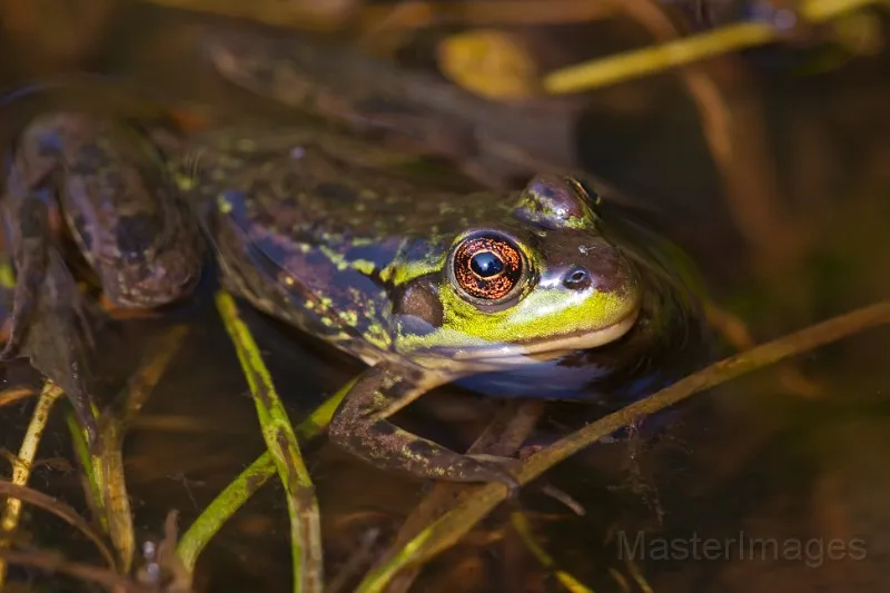 We heard mink frogs as soon as we arrived on Wild Walk - and we heard them up close when we walked to the oxbow. Photo courtesy of www.masterimages.org.