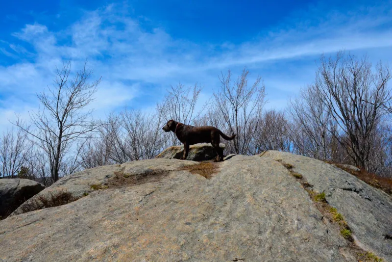 The summit is a fun place to explore for dogs of all sizes.