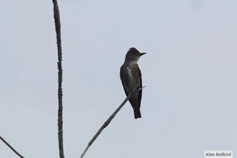 The Olive-sided Flycatcher shows off its breast and sides - which make it look a bit like it is wearing a vest.