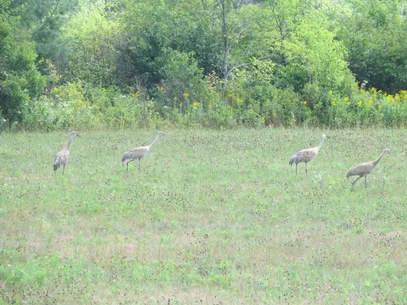 Sandhill Crane family along Dugal Road, Photo by Joan Collins