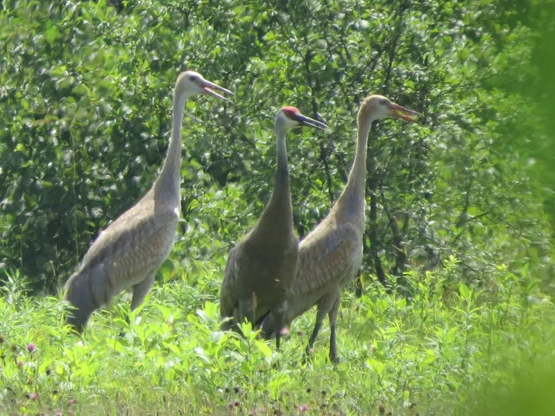 One adult Sandhill Crane with 2 young along Dugal Road, Photo by Joan Collins