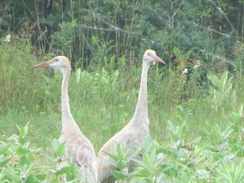 Two young Sandhill Cranes along Stetson Road, Photo by Joan Collins