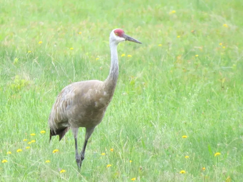 Sandhill Crane along Stetson Road in 2015 photo by Joan Collins