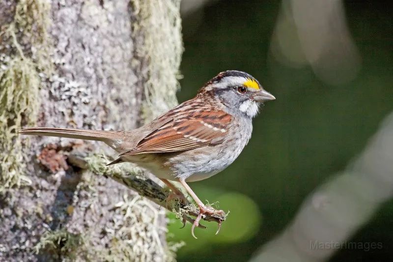 We found a number of White-throated Sparrows along the shoreline during our paddle. Photo courtesy of www.masterimages.org.