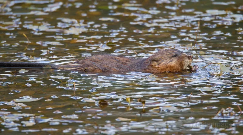 We watched a muskrat for a while as we paddled back to the take-out. Photo courtesy of www.masterimages.org.