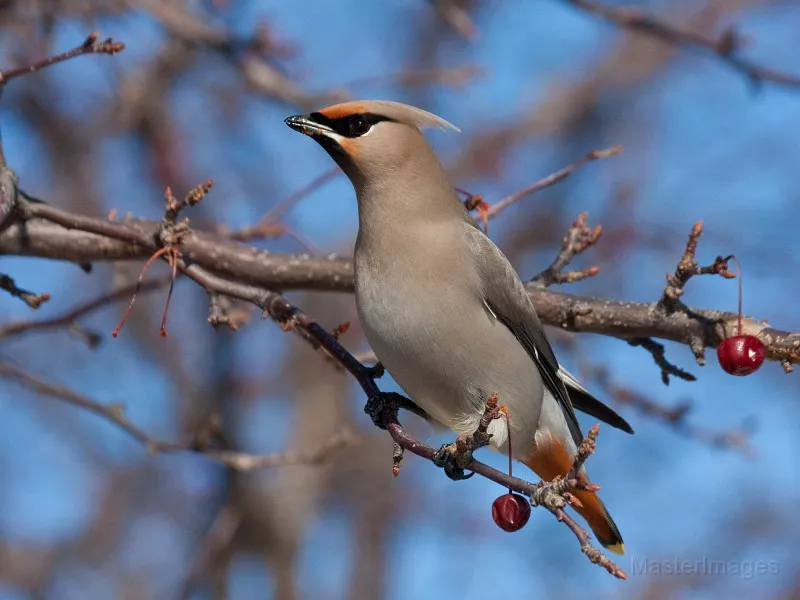I was excited to find my first Bohemian Waxwings of the season. Photo courtesy of www.masterimages.org.