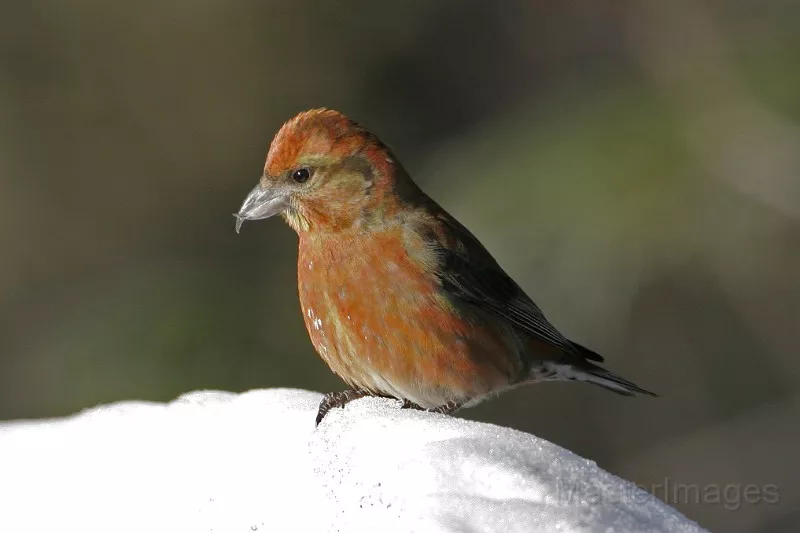 I found a small flock of Red Crossbills near the headquarters buildings along Sabattis Road. Photo courtesy of www.masterimages.org.