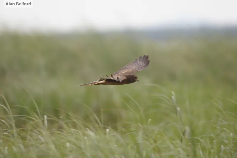 I often find Northern Harriers hunting over Tupper Lake Marsh during the fall.