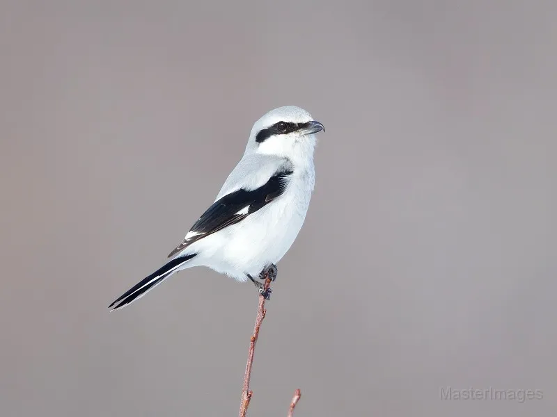 There have also been other birds of interest in the neighborhood, including a Northern Shrike across from the OWD tower. Photo courtesy of www.masterimages.org.