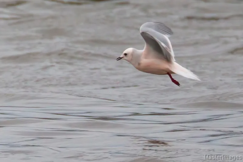 Adult Ross's Gull photo by Larry Master