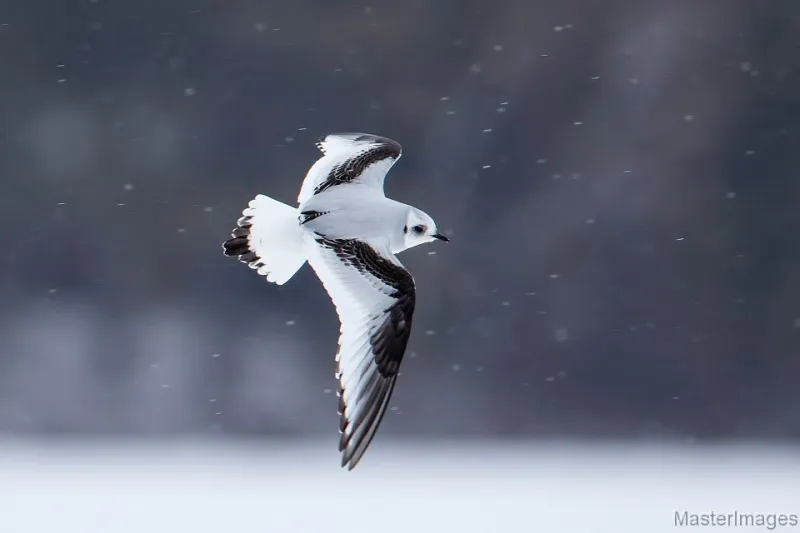 Ross's Gull photo by Larry Master
