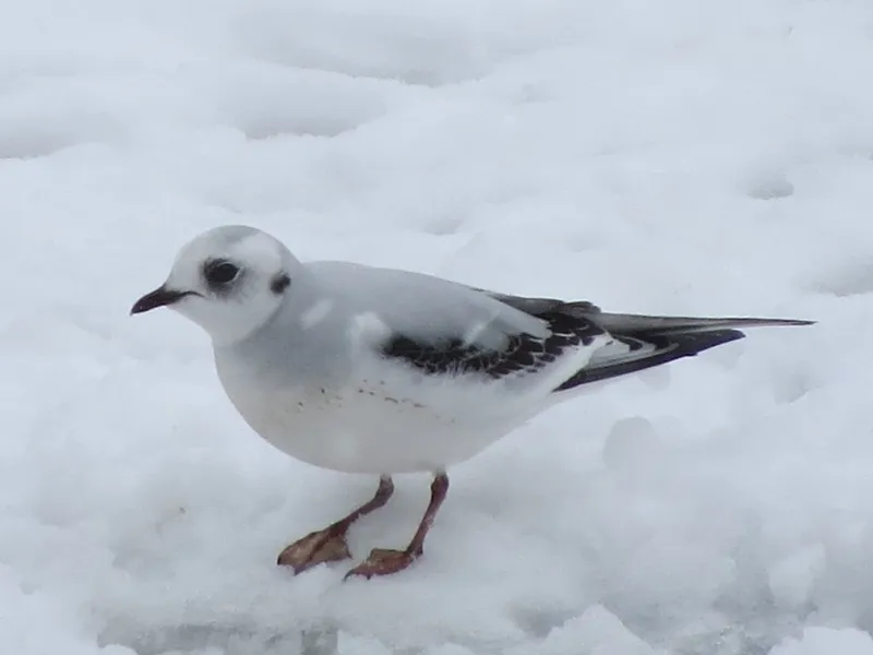 Ross's Gull photo by Joan Collins
