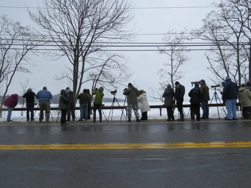 Visitors viewing the Ross's Gull on Tupper Lake, photo by Joan Collins