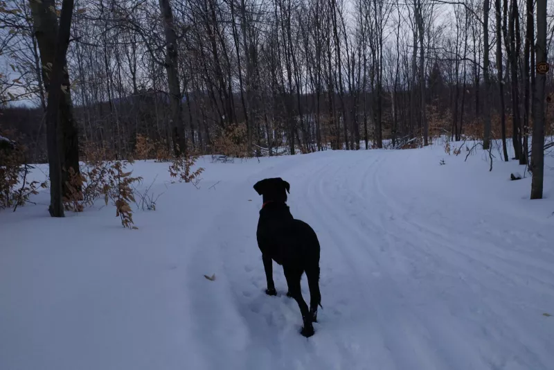 Wren surveys the trail ahead.