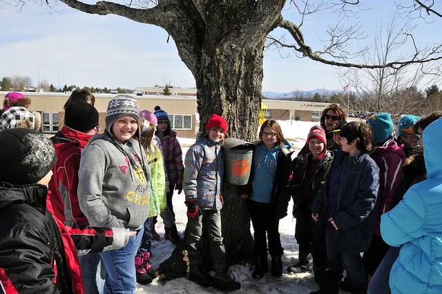 Local schoolchildren tap the trees at their school. Maple trees are everywhere in the Adirondacks.