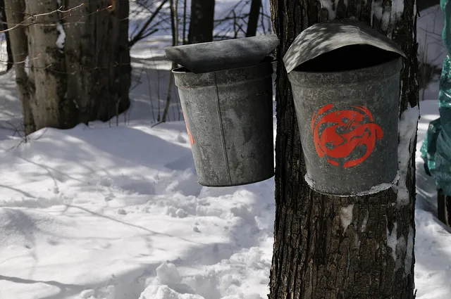 WIld Center maple buckets patiently collecting the sap to be boiled in the sugarhouse.