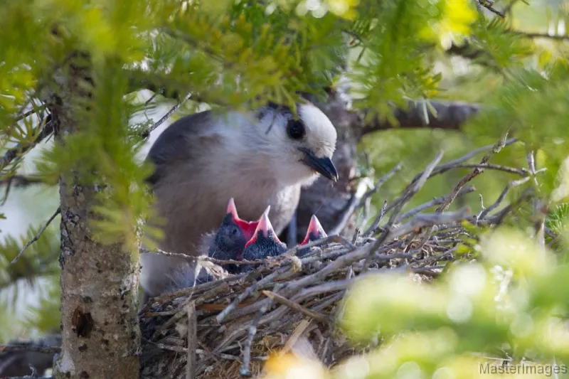Gray Jay nest Photo by Larry Master