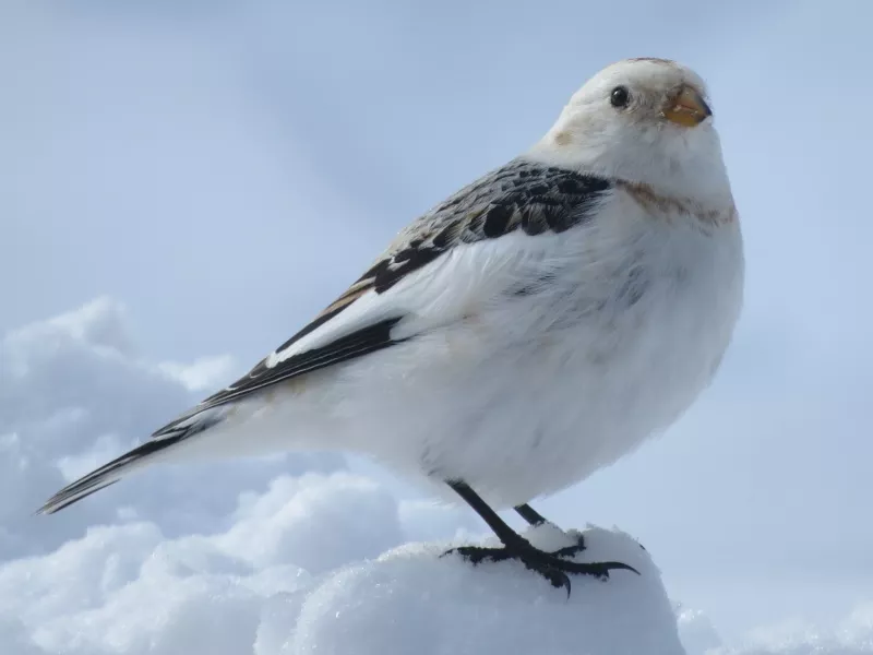 Snow Bunting Photo by Joan Collins