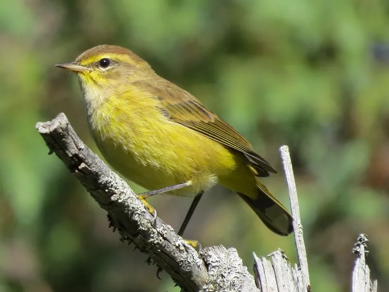 Palm Warbler Photo by Joan Collins