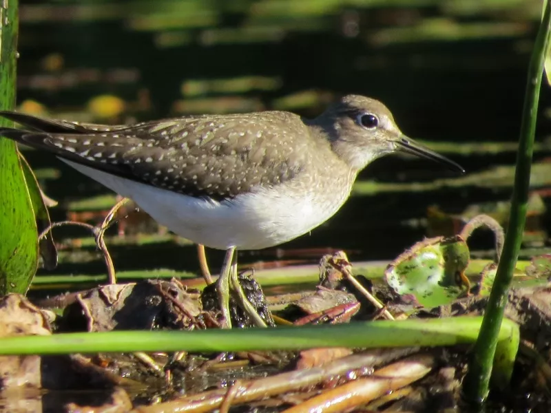 Solitary Sandpiper Photo by Joan Collins