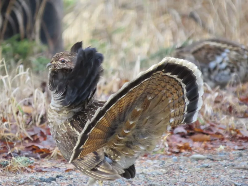 Male Ruffed Grouse displaying Photo by Joan Collins