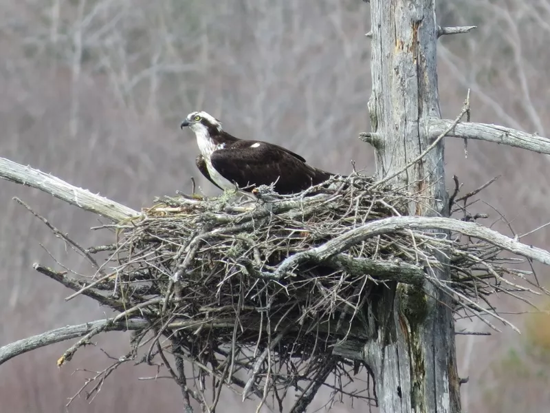 Osprey at its nest Photo by Joan Collins