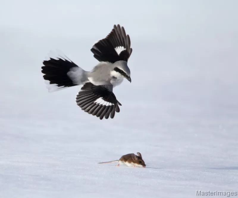 Northern Shrike Photo by Larry Master