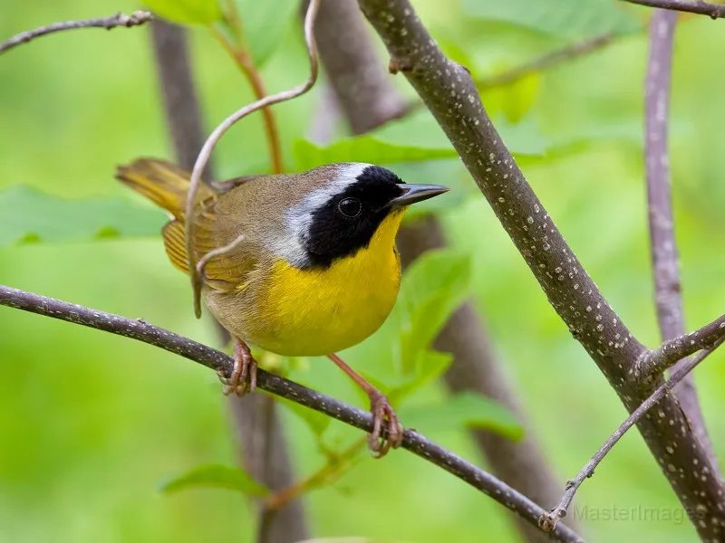 We found Common Yellowthroats throughout the morning. Photo courtesy of www.masterimages.org.