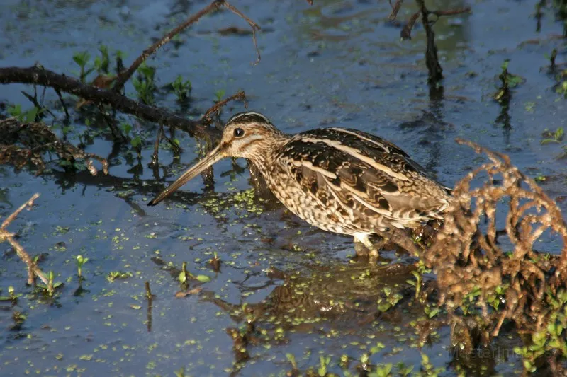 I love the eerie winnowing of Wilson's Snipe. Photo courtesy of www.masterimages.org.